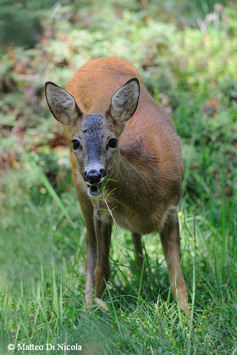 Capriolo svizzero